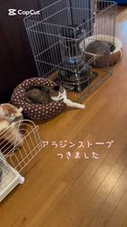 渡邊舞ブリーダーからお迎えしたノルウェージャンフォレストキャット：マロンくん