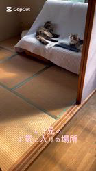 渡邊舞ブリーダーからお迎えしたノルウェージャンフォレストキャット：マロンくん