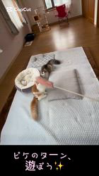 渡邊舞ブリーダーからお迎えしたノルウェージャンフォレストキャット：ピケくん