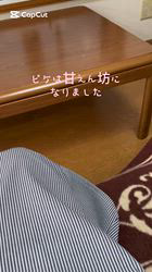 渡邊舞ブリーダーからお迎えしたノルウェージャンフォレストキャット：ピケくん