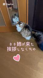 渡邊舞ブリーダーからお迎えしたノルウェージャンフォレストキャット：マロンくん