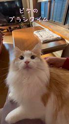 渡邊舞ブリーダーからお迎えしたノルウェージャンフォレストキャット：ピケくん