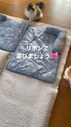 渡邊舞ブリーダーからお迎えしたノルウェージャンフォレストキャット：ピケくん