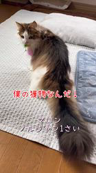 渡邊舞ブリーダーからお迎えしたノルウェージャンフォレストキャット：マロンくん