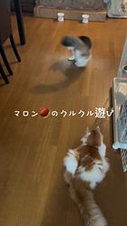 渡邊舞ブリーダーからお迎えしたノルウェージャンフォレストキャット：マロンくん