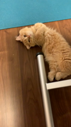 大西由衣ブリーダーからお迎えしたミヌエット：めめちゃん