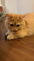 大西由衣ブリーダーからお迎えしたミヌエット：めめちゃん