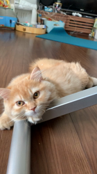 大西由衣ブリーダーからお迎えしたミヌエット：めめちゃん