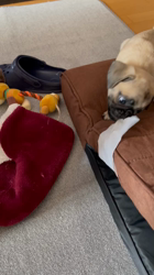 山元宗博ブリーダーからお迎えしたパグ：プリンくん