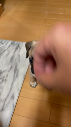 山元宗博ブリーダーからお迎えしたパグ：プリンくん