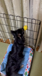 宮村佳子ブリーダーからお迎えしたチワワ(ロング)：プリンくん