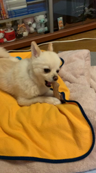 宮村佳子ブリーダーからお迎えしたポメラニアン：くーくん