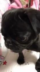 大河原亜矢子ブリーダーからお迎えしたパグ：くぅくん