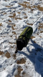 大河原亜矢子ブリーダーからお迎えしたパグ：くぅくん