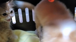 鈴木愛ブリーダーからお迎えしたチワワ(ロング)：莱夢(らむ)ちゃん