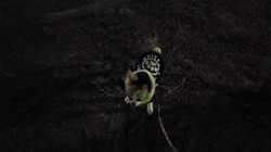 鈴木愛ブリーダーからお迎えしたチワワ(ロング)：莱夢(らむ)ちゃん