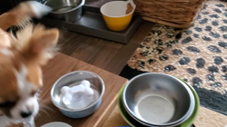 鈴木愛ブリーダーからお迎えしたチワワ(ロング)：莱夢(らむ)ちゃん