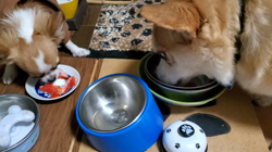 鈴木愛ブリーダーからお迎えしたチワワ(ロング)：莱夢(らむ)ちゃん