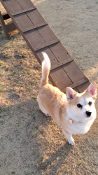 鈴木愛ブリーダーからお迎えしたチワワ(ロング)：莱夢(らむ)ちゃん