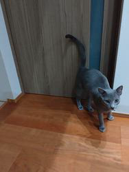 金盛祥光ブリーダーからお迎えしたロシアンブルー：ルークくん