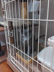 金盛祥光ブリーダーからお迎えしたロシアンブルー：ルークくん