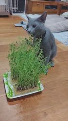 金盛祥光ブリーダーからお迎えしたロシアンブルー：ルークくん