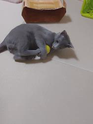 金盛祥光ブリーダーからお迎えしたロシアンブルー：ルークくん