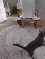 金盛祥光ブリーダーからお迎えしたロシアンブルー：ルークくん