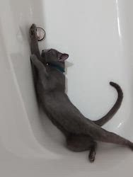 金盛祥光ブリーダーからお迎えしたロシアンブルー：ルークくん