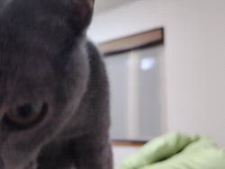 金盛祥光ブリーダーからお迎えしたロシアンブルー：ルークくん