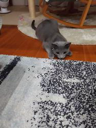 金盛祥光ブリーダーからお迎えしたロシアンブルー：ルークくん