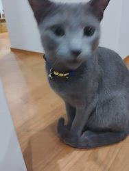 金盛祥光ブリーダーからお迎えしたロシアンブルー：ルークくん