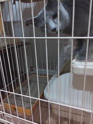 金盛祥光ブリーダーからお迎えしたロシアンブルー：ルークくん