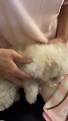 鈴木愛ブリーダーからお迎えしたトイプードル：ラムちゃん