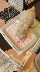 間弓静華ブリーダーからお迎えしたトイプードル：ラムちゃん