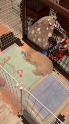 鈴木愛ブリーダーからお迎えしたトイプードル：ラムちゃん