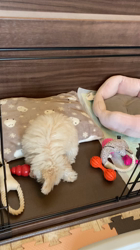 鈴木愛ブリーダーからお迎えしたトイプードル：ラムちゃん