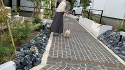 鈴木愛ブリーダーからお迎えしたトイプードル：ラムちゃん