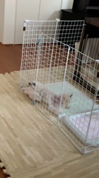 鈴木愛ブリーダーからお迎えしたトイプードル：ラムちゃん