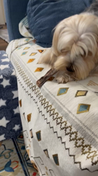 吉田直美ブリーダーからお迎えしたヨークシャーテリア：陸くん