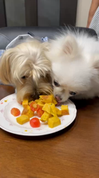 吉田直美ブリーダーからお迎えしたヨークシャーテリア：陸くん