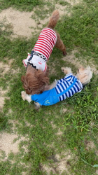 吉田直美ブリーダーからお迎えしたヨークシャーテリア：陸くん