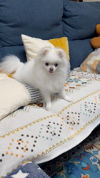寺村智子ブリーダーからお迎えしたポメラニアン：蘭ちゃん