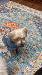 吉田直美ブリーダーからお迎えしたヨークシャーテリア：陸くん