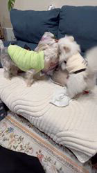 寺村智子ブリーダーからお迎えしたポメラニアン：蘭ちゃん