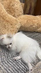 寺村智子ブリーダーからお迎えしたポメラニアン：蘭ちゃん