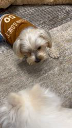 寺村智子ブリーダーからお迎えしたポメラニアン：蘭ちゃん