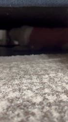 吉田直美ブリーダーからお迎えしたヨークシャーテリア：陸くん