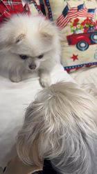 寺村智子ブリーダーからお迎えしたポメラニアン：蘭ちゃん