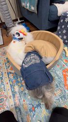 吉田直美ブリーダーからお迎えしたヨークシャーテリア：陸くん